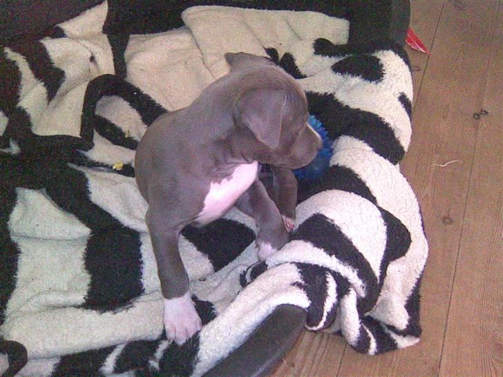 Blanding af racer Cassie <3        R.I.P.  - HI HI jeg har taget min bror´s dejlige varme kurv ;) billede 7