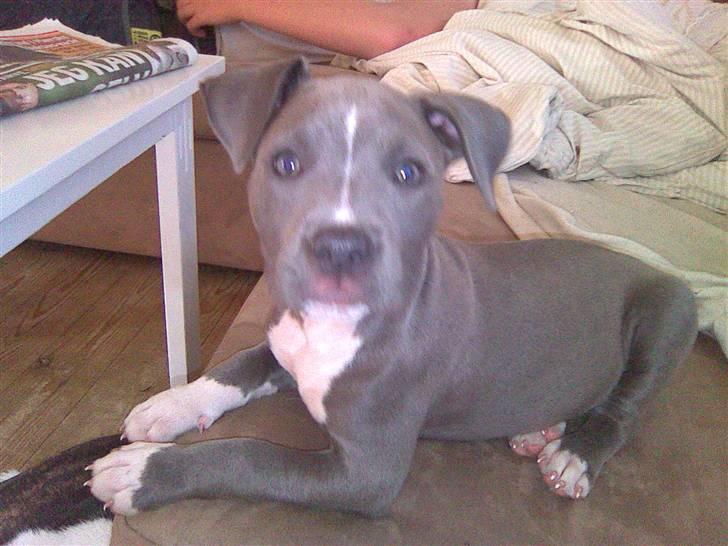 Blanding af racer Cassie <3        R.I.P.  billede 8