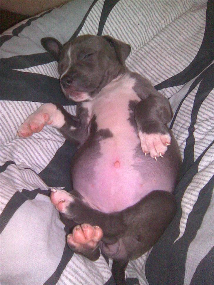 Blanding af racer Cassie <3        R.I.P.  billede 9