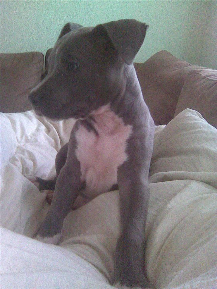 Blanding af racer Cassie <3        R.I.P.  billede 10