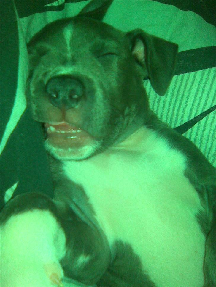 Blanding af racer Cassie <3        R.I.P.  - SMIL Cassie, du er på ;) billede 11