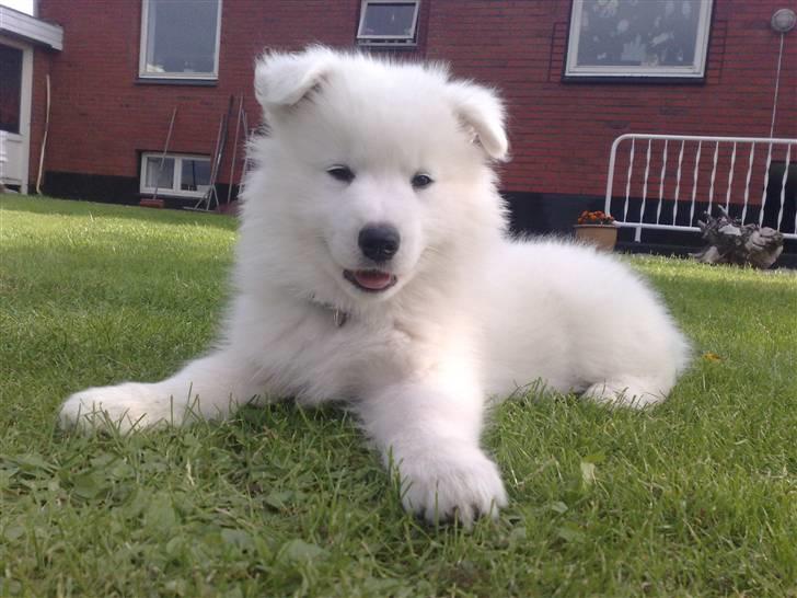 Samojedhund Aslan  "SOLGT" billede 20