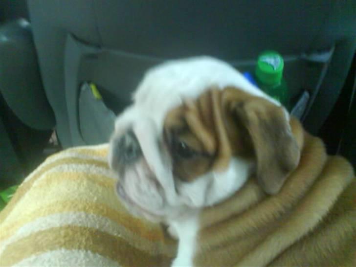 Engelsk bulldog Labor of love Kinibox billede 1