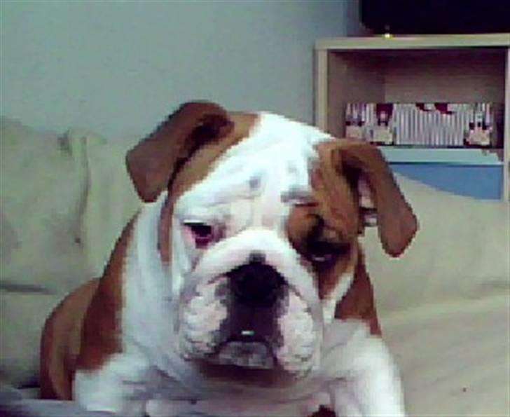 Engelsk bulldog Labor of love Kinibox - Miin søde Albert ;D  billede 3