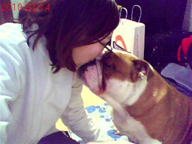 Engelsk bulldog Labor of love Kinibox - Et billed siger mere end 1000 ord .. Men jeg elsker dig :* :* :* <3<3<3<3<3<3 billede 4