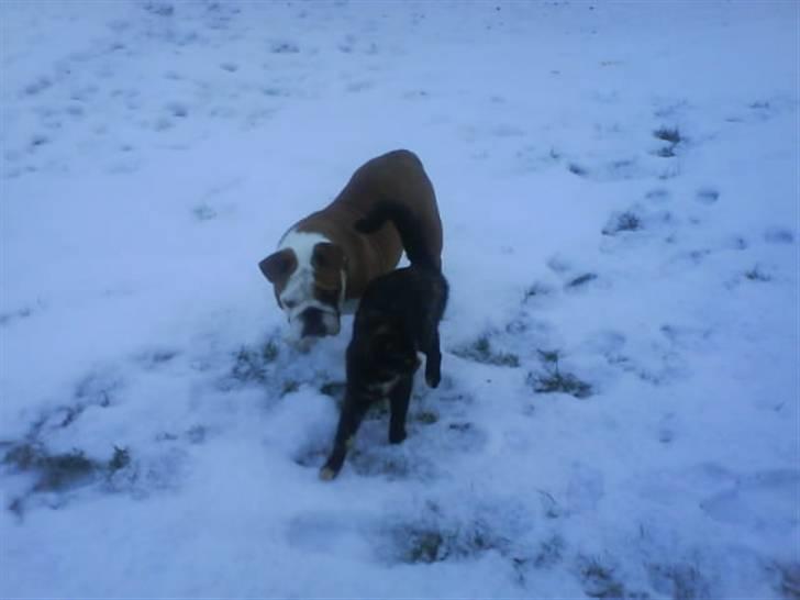 Engelsk bulldog Labor of love Kinibox - Albert & Mitzy .. <3  billede 5