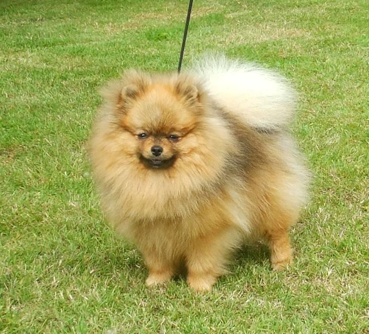 Pomeranian Pepsi billede 1