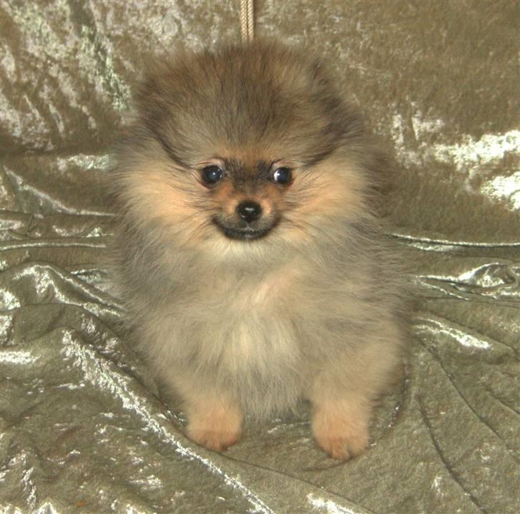 Pomeranian Pepsi billede 3