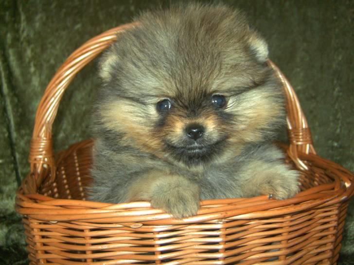 Pomeranian Pepsi billede 4