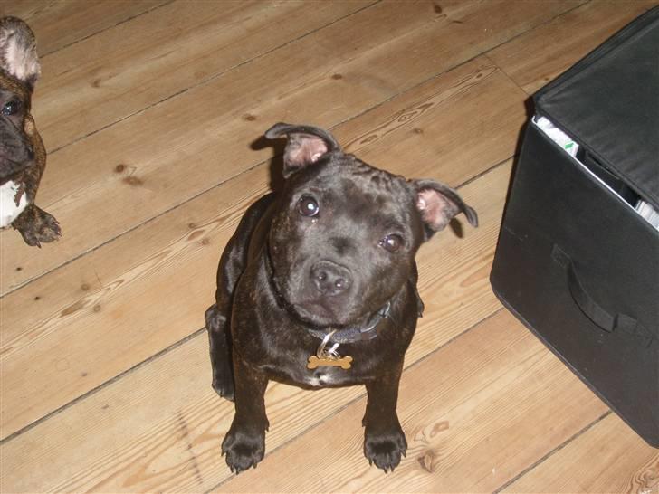 Staffordshire bull terrier Obie - Hej med jer! :) billede 1