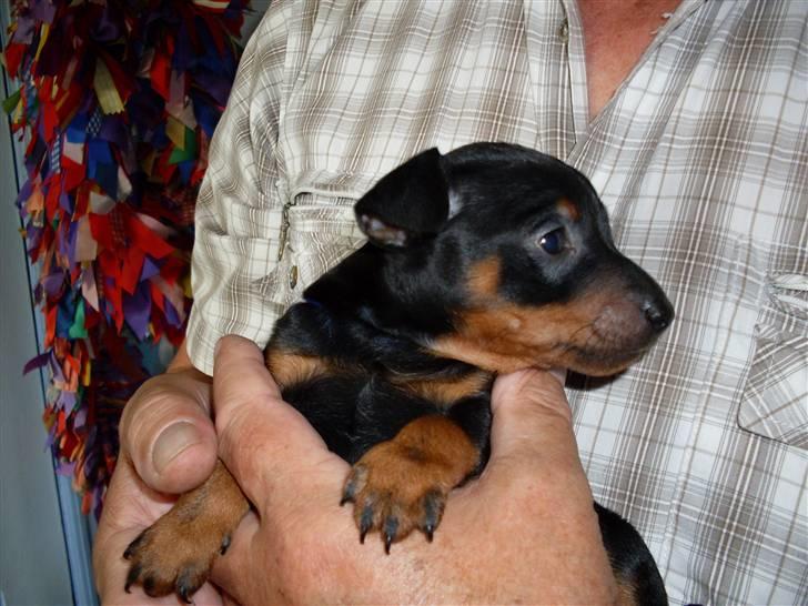 Dvaergpinscher Rødkildes - Gizmo - 5 uger gammel, hygger med far. billede 2