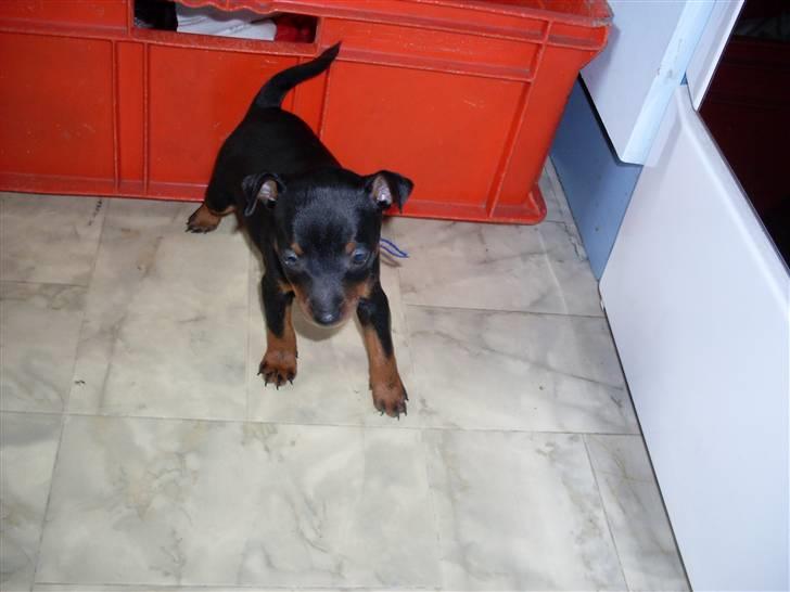 Dvaergpinscher Rødkildes - Gizmo - Lige ude og strække benene, puha det er hårdt at holde balancen. billede 3