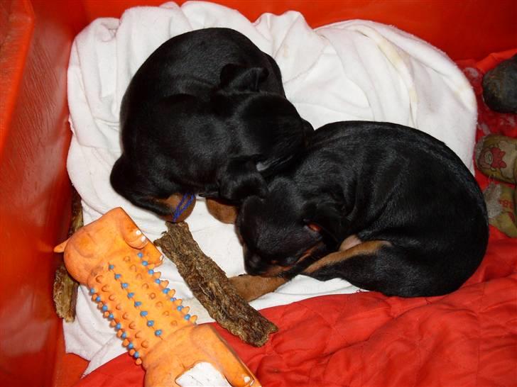 Dvaergpinscher Rødkildes - Gizmo - Gizmo putter sammen med sin bror, Murphi. Han skal til Sjælland. billede 4