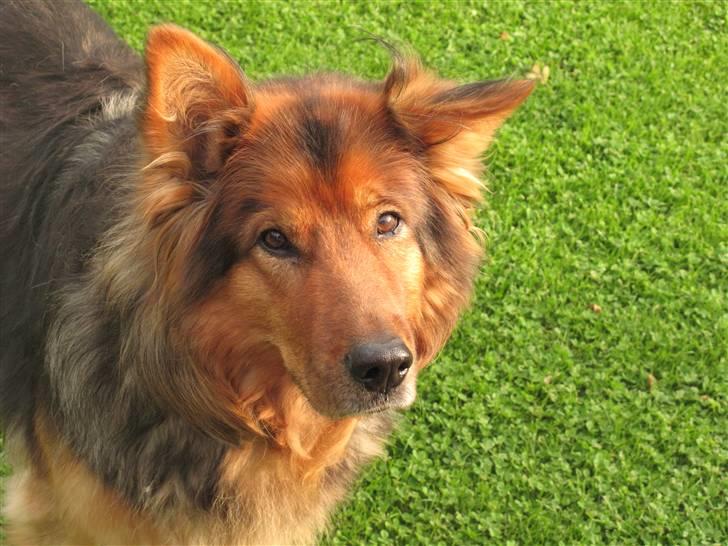 Blanding af racer Amanda - R.I.P :'(  - Min bedste ven fik vinger og tog turen til himlen.. Jeg vil aldrig glemme dig. billede 9