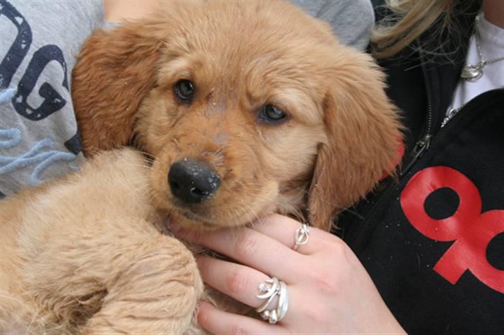 Golden retriever Soey billede 15