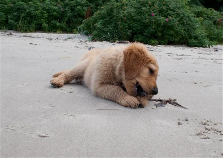 Golden retriever Soey billede 17