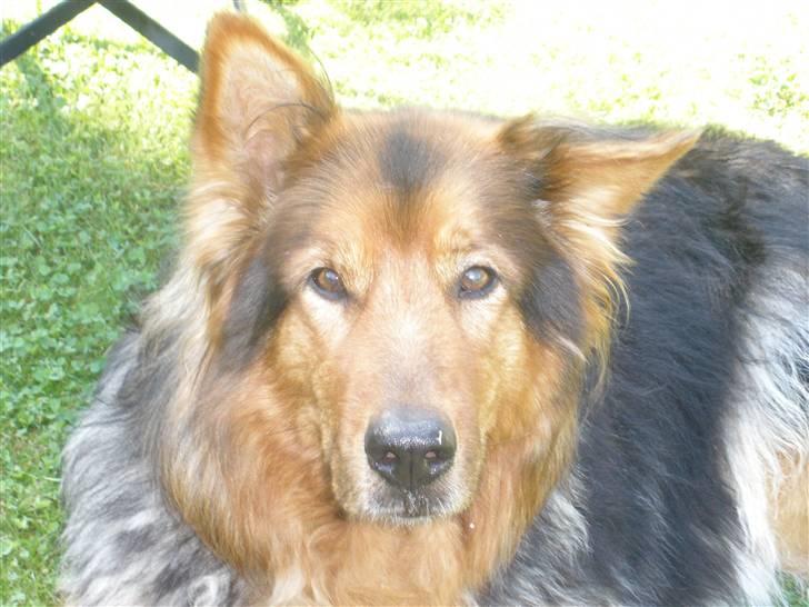 Blanding af racer Amanda - R.I.P :'(  - Efter springning :-) - Sommer 2009.  billede 10