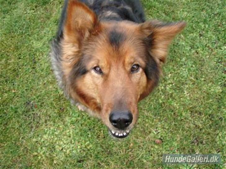 Blanding af racer Amanda - R.I.P :'(  - Min bedste ven! <3 billede 11