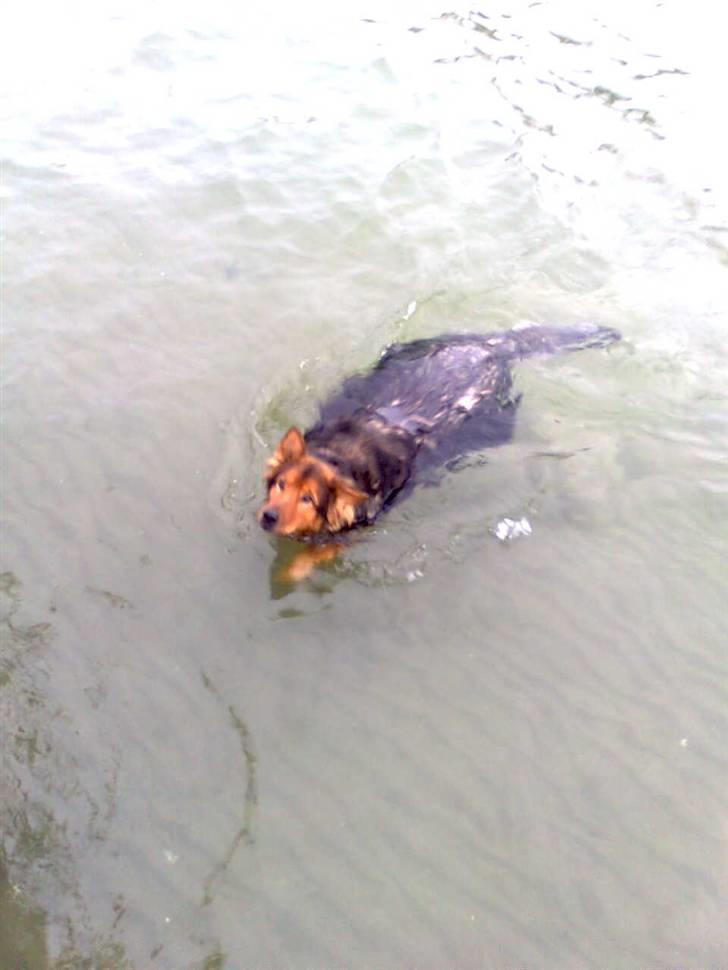 Blanding af racer Amanda - R.I.P :'(  - The qeen of ocian ;-)  billede 12