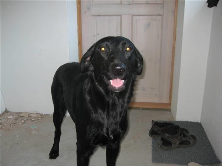 Blanding af racer Millie *R.I.P*<3ILU - Se hvor stor man er blevet! :D billede 10