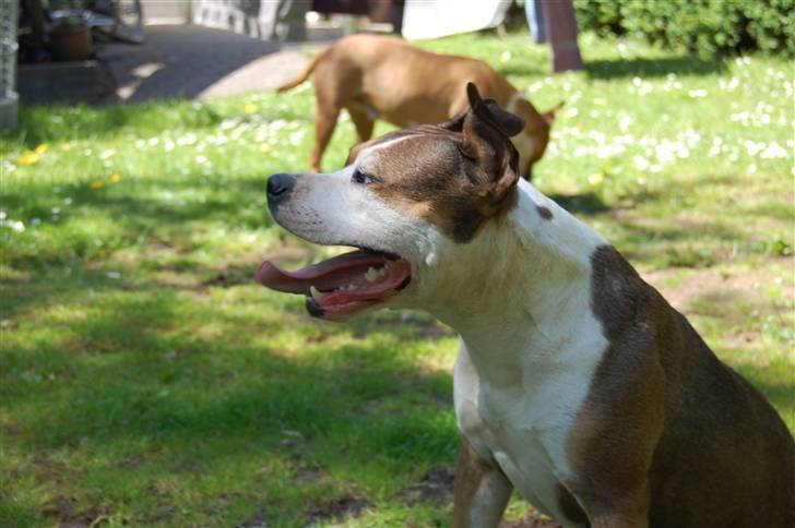 Amerikansk staffordshire terrier Tessa R.I.P billede 1