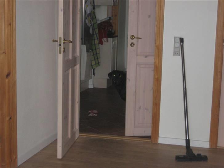 Blanding af racer Millie *R.I.P*<3ILU - Ja... Millie er ret dum, hun er bange for kameraet... Så hun gemmer sig x) billede 11