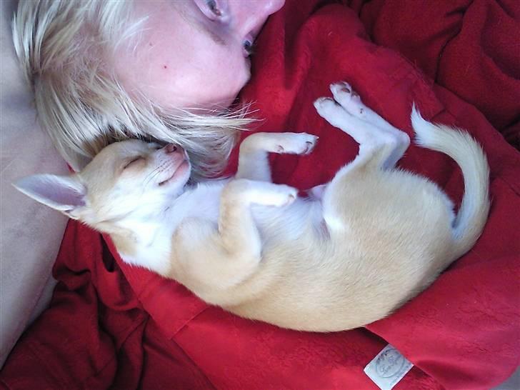 Chihuahua Gizmo - Så sover Gizmo på puden, glad over at vi er hjemme ;-) billede 6