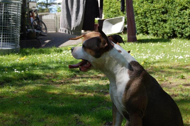 Amerikansk staffordshire terrier Tessa R.I.P billede 2