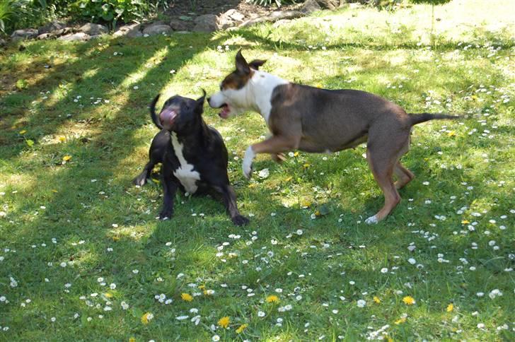 Amerikansk staffordshire terrier Tessa R.I.P - nu har jeg hende.. hehe billede 3