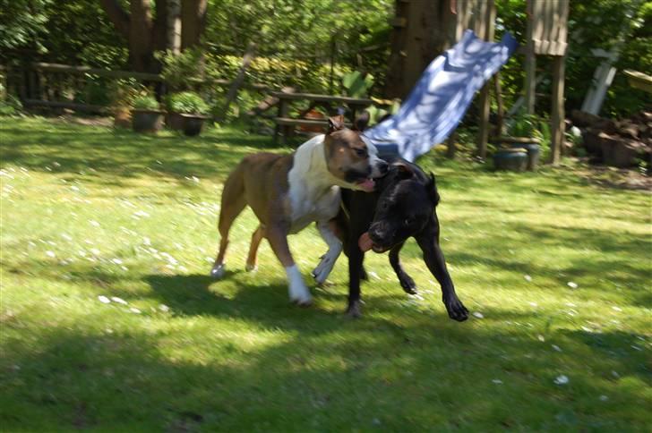 Amerikansk staffordshire terrier Tessa R.I.P billede 4