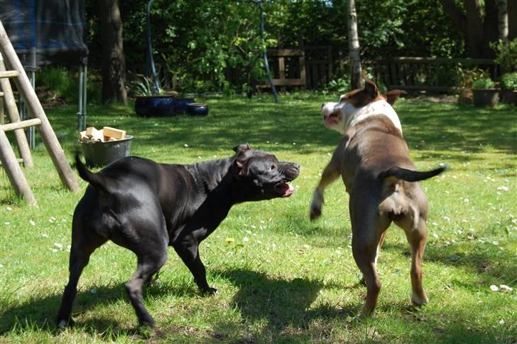 Amerikansk staffordshire terrier Tessa R.I.P - shit nu har hun mig.. øv øv. billede 6