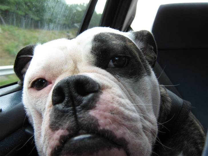 Olde english bulldogge Ørsteds Asta*Himmelhund* - Er vi der snart?! (Norgestur 09) billede 5