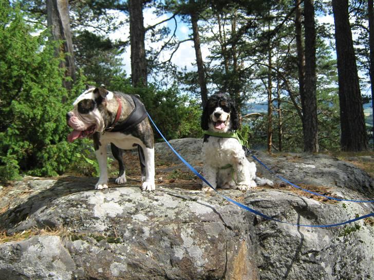 Olde english bulldogge Ørsteds Asta*Himmelhund* - Sølvbjerget sammen med Sigurt.  (Norgestur 09) billede 6