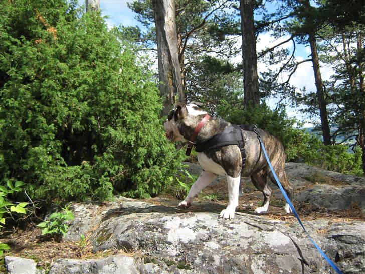Olde english bulldogge Ørsteds Asta*Himmelhund* - Her har jeg besteget Sølvbjerget, som er 700 m. over havets overflade.  (Norgestur 09) billede 7