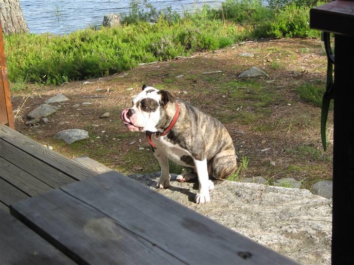 Olde english bulldogge Ørsteds Asta*Himmelhund* - Holder lige et lille hvil  (Norgestur 09) billede 8