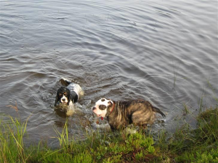 Olde english bulldogge Ørsteds Asta*Himmelhund* - Hvorfor finde en pind selv, når man kan stjæle Sigurts?!  (Norgestur 09) billede 9
