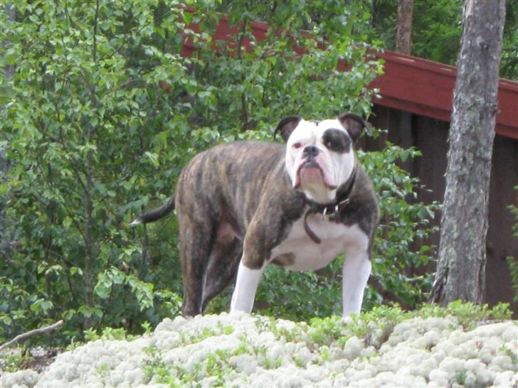 Olde english bulldogge Ørsteds Asta*Himmelhund* - Er jeg ikke lækker?!  (Norgestur 09) billede 10