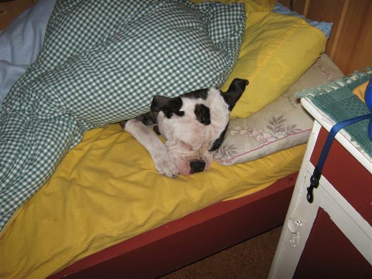 Olde english bulldogge Ørsteds Asta*Himmelhund* - Forstå det nu, jeg gider ikke!!! (Norgestur 09) billede 11