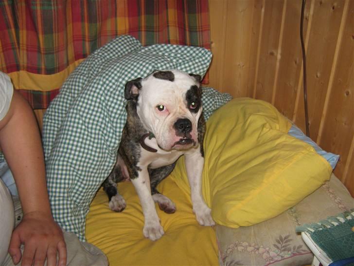 Olde english bulldogge Ørsteds Asta*Himmelhund* - Jeg gider ikke op, det regner!!  billede 12