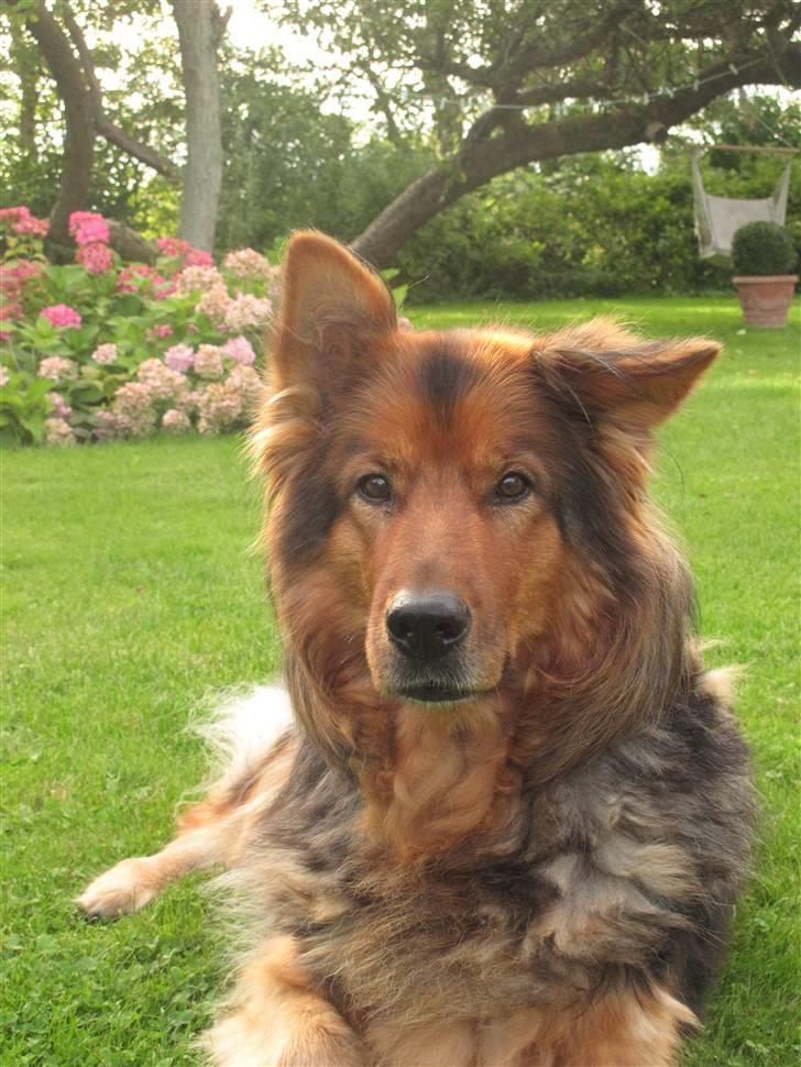 Blanding af racer Amanda - R.I.P :'(  - Du vil aldrig blive glemt.. :´( billede 13