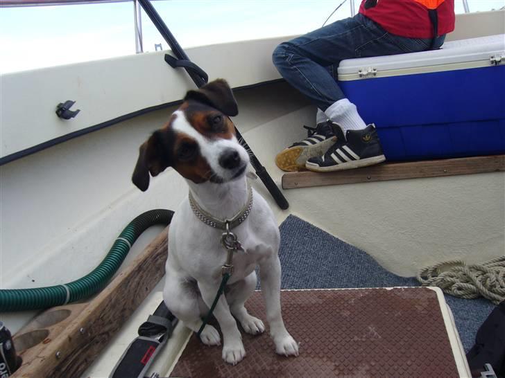 Jack russell terrier Chili billede 1