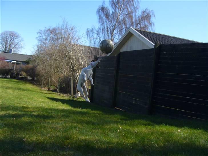 Jack russell terrier Chili billede 2