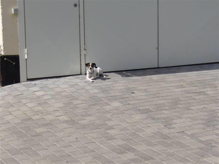 Jack russell terrier Chili billede 3