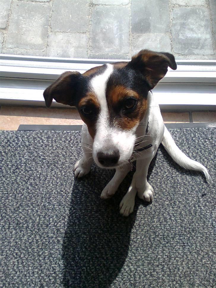 Jack russell terrier Chili billede 4