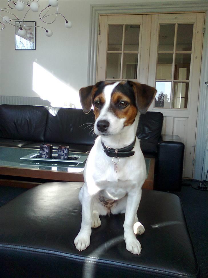 Jack russell terrier Chili billede 5