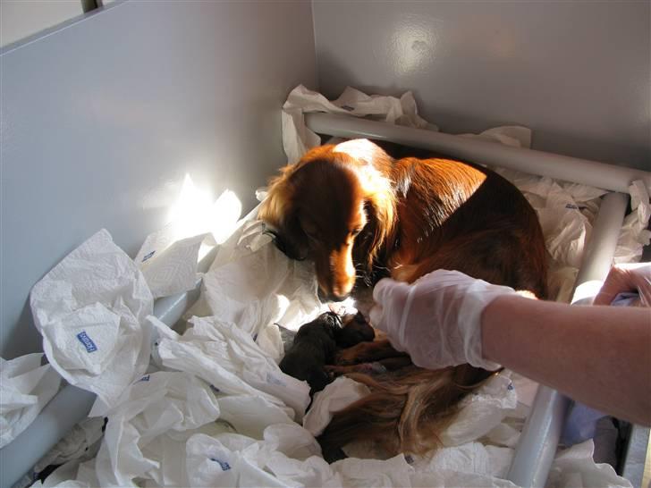 Dværggravhund Frida - Frida er gået i gang med at føde sit første kuld 05082009 billede 10