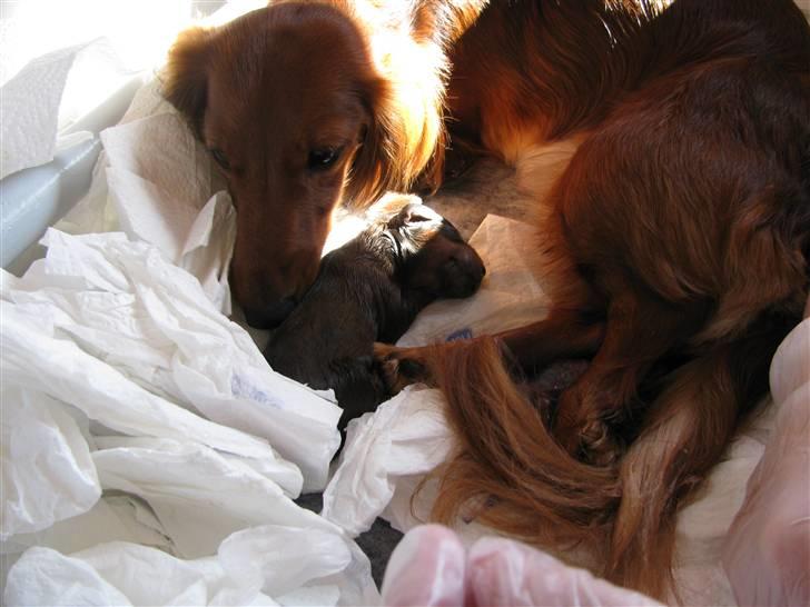 Dværggravhund Frida - Frida er gået i gang med at føde sit første kuld 05082009 billede 11