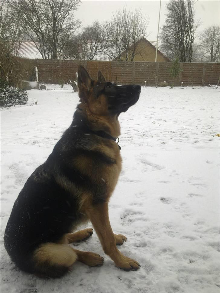 Schæferhund Kiba (Sandkærgårds Klodo) - Min flotte flotte skat ude i hans første sne :) billede 3