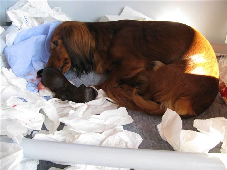 Dværggravhund Frida - Frida er gået i gang med at føde sit første kuld 05082009 billede 12