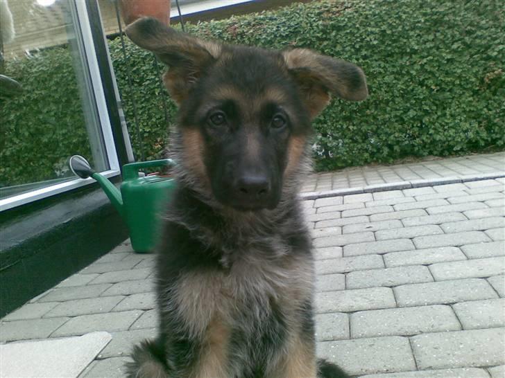 Schæferhund Kiba (Sandkærgårds Klodo) - Så nuttet :D billede 4